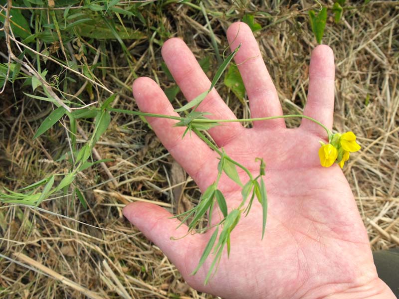 Lathyrus pratensis